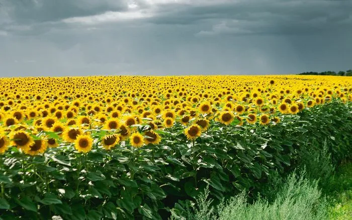 Plantação-de-girassóis-floridos-sob-céu-nublado