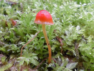 Mycène aiguille - Mycena acicula - Mycène vermillon - Mycène aigu