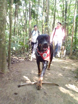Patas 21 (121)