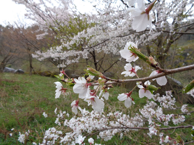 ソメイヨシノ桜が満開
