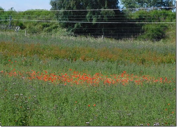 3 poppies