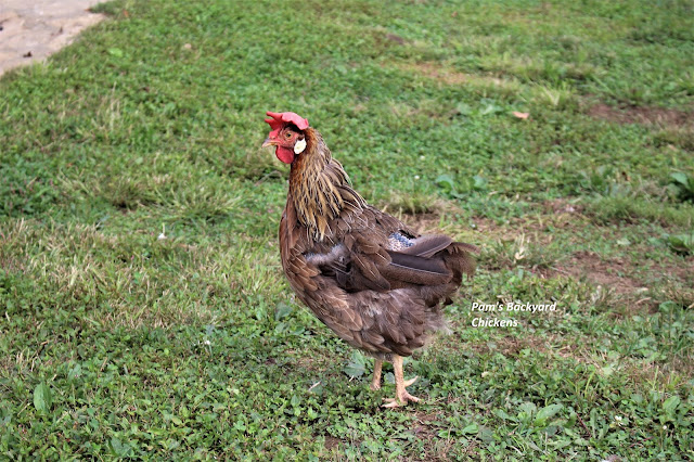 Why does a chicken lose feathers? There are so many questions about chicken feathers. Here’s a helpful guide to answer those questions and more…