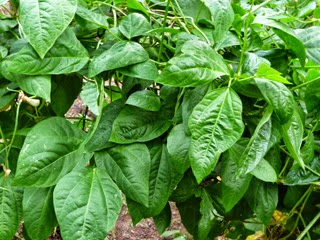 Leaves of long Bean