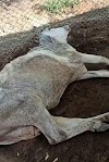 तेहरा की गौशाला में गायों की हुई दुर्दशा। कई गायों की तड़प-तड़प कर मौत।