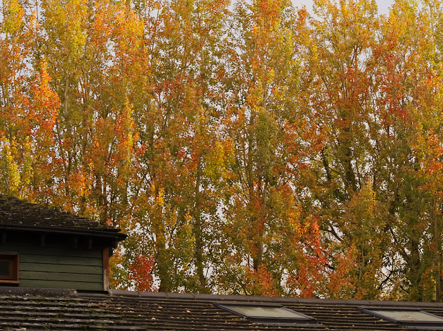 Poplar trees behind visitor centre with yellow, red and green leaves