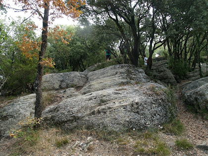 L'indret del Coll dels Bardissars a 915 m.a.