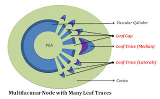 Multilacunar nodes with many leaf gap and many leaf traces