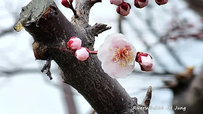 살구꽃(Aapricot flowe)