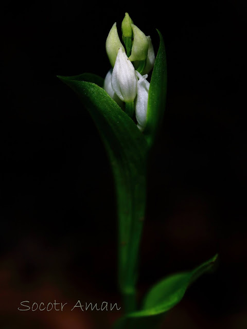 Cephalanthera erecta 