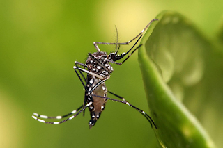 Dengue não deu trégua na pandemia