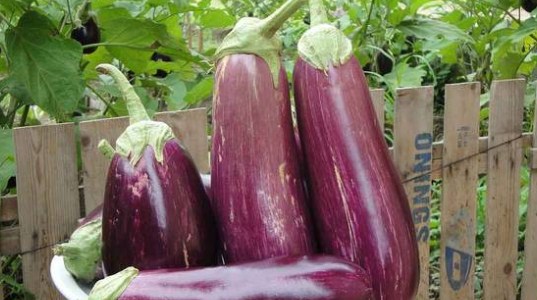 These are the benefits of eggplant and how to process it