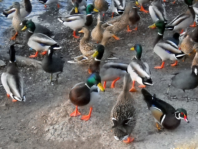 Ducks feeding at Sunset Bay, White Rock Lake in east Dallas