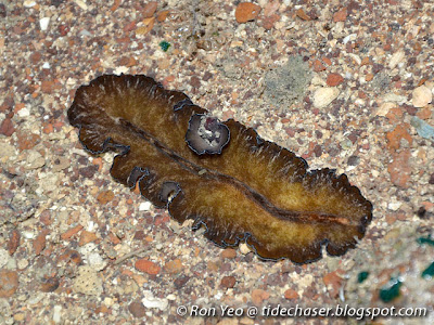 flatworm