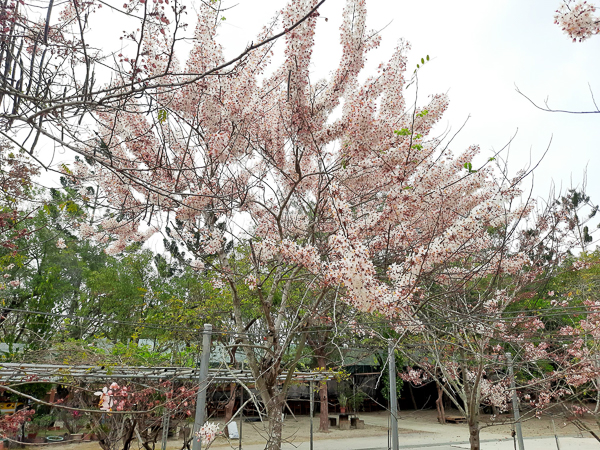 台南南化一貫道玉山寶光聖堂，數百棵粉紅花旗木盛開美不勝收