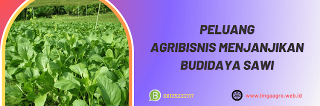 peluang,agribisnis,agrobisnis,budidaya,budidaya sawi,lmga agro