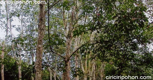 Jenis Jenis Pohon Akasia  di Dunia Ciriciripohon com