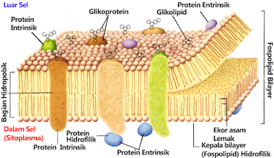 Struktur Membran Sel yang Mengandung Lipid