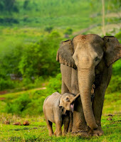 Image result for gajah sumatra