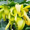 Pretty And Healthy with Ylang Ylang Flowers