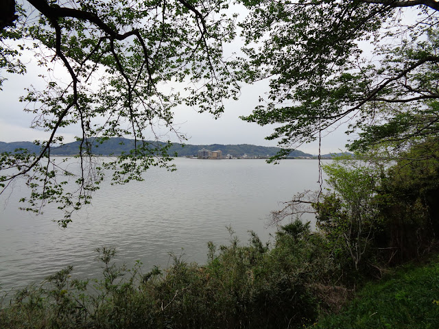 この桜並木からの東郷湖　満開のころ来てみたい