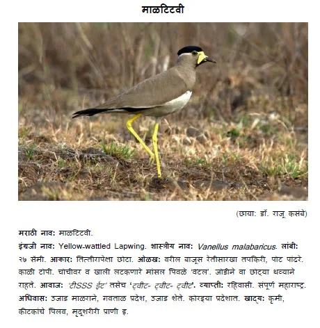 yellow wattled lapwing mal-titvi bird information in marathi