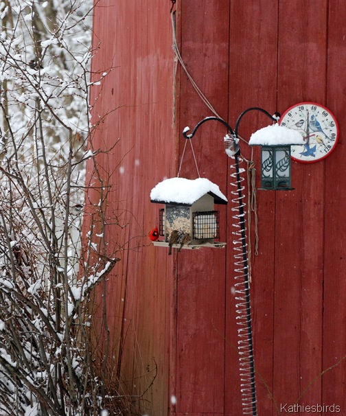 1. Mom's feeders-kab