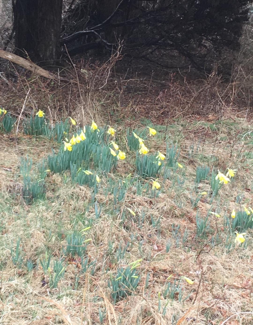 Daffodils