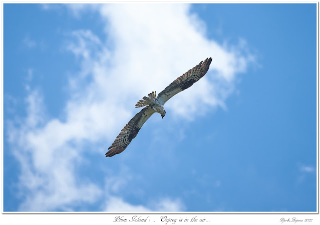 Plum Island: ... Osprey is in the air...