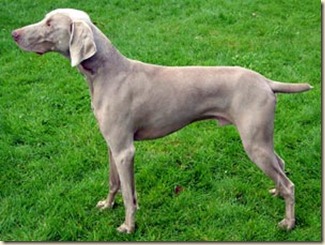 Perro Braco de Weimar
