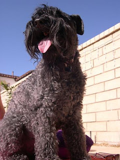 Kerry Blue Terrier Puppies