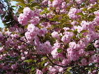 遅咲きの八重桜、美しさはたとえようもない