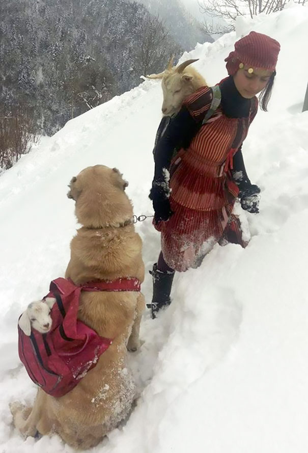 This Girl And Her Dog Just Saved A Mom Goat With Her Baby, And It’s The Sweetest Thing You’ll See Today - They safely returned home. 'The snow was so thick, I was exhausted… But it was worth it'