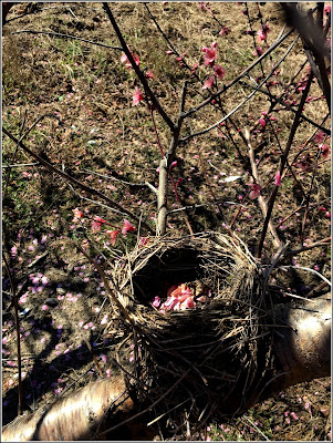 March 6, 2019 Finding treasures not on the beach, in a peach orchard