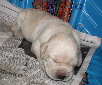 Sleeping yellow Lab 'Provence' puppy