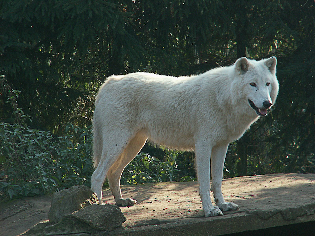 White wolf in a dream