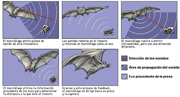 Ecolocalización murciélago