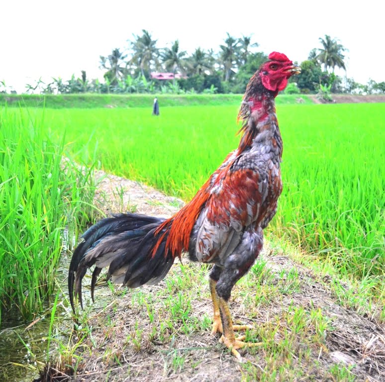 27 Gambar Ayam  Aduan Dan Jenisnya Yang Keren 