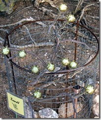 Emerald buds 6-23-2012 7-10-18 PM 1902x2276