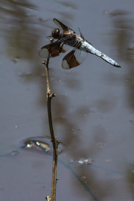 Common Whitetail, Post Oak Park