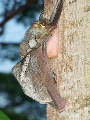 Sunda Colugo (Galeopterus variegatus) 