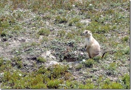 11 prairie dog