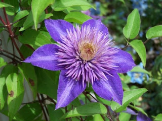 Purple Flower Meanings