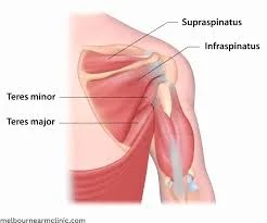 Supraspinatus muscle