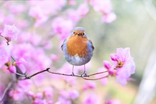 Pássaro em galho com flores numa paisagem primaveril. #PraCegoVer