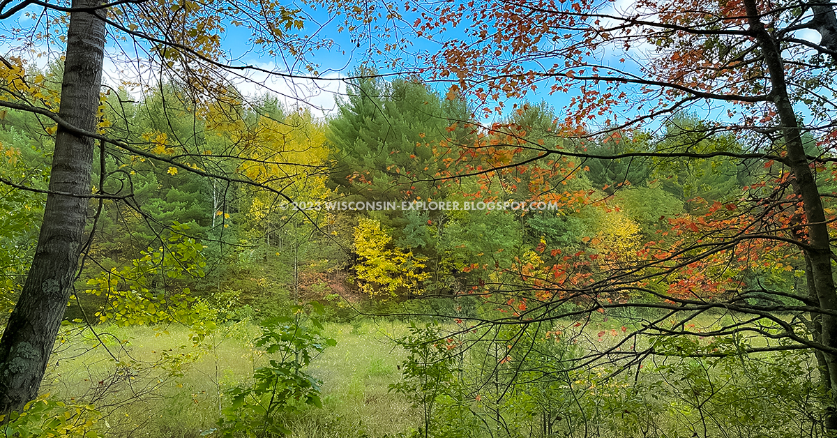 early autumn leaves on trees and pine trees