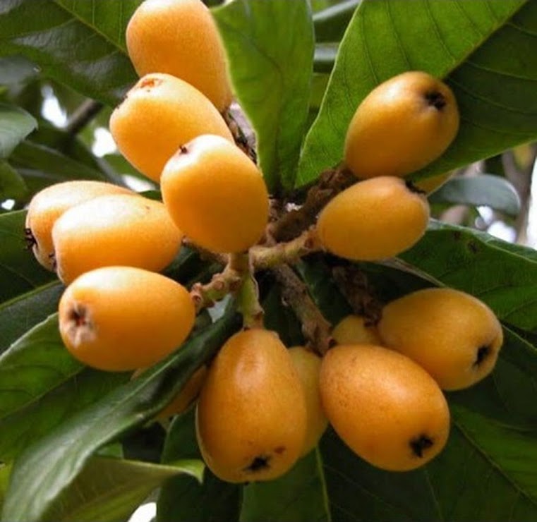 bibit tanaman buah laquat plum 60cm Langsa