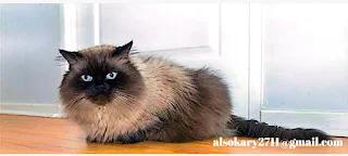1_قطط الهيمالايا بنقاط بنية .Types of Himalayan cats and their features, traits and rare colors.