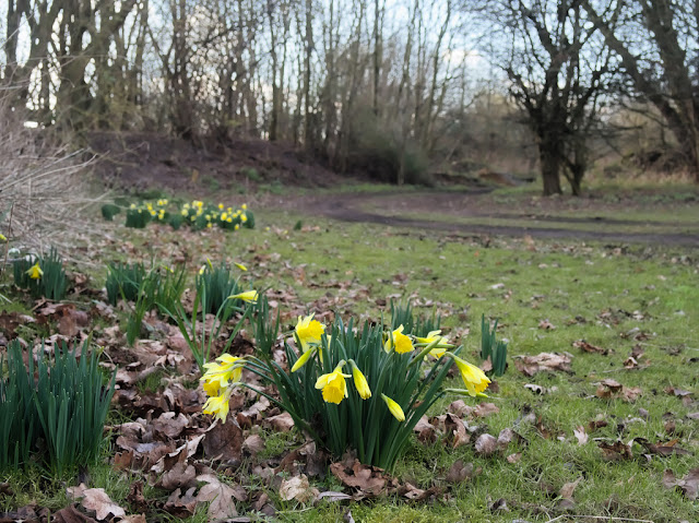 Clumps of daffodils besides path