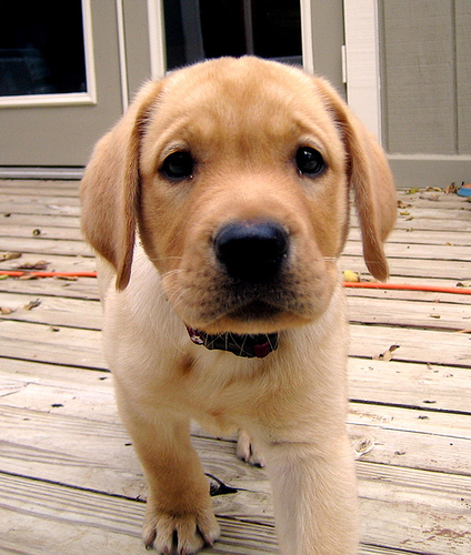 golden lab puppy