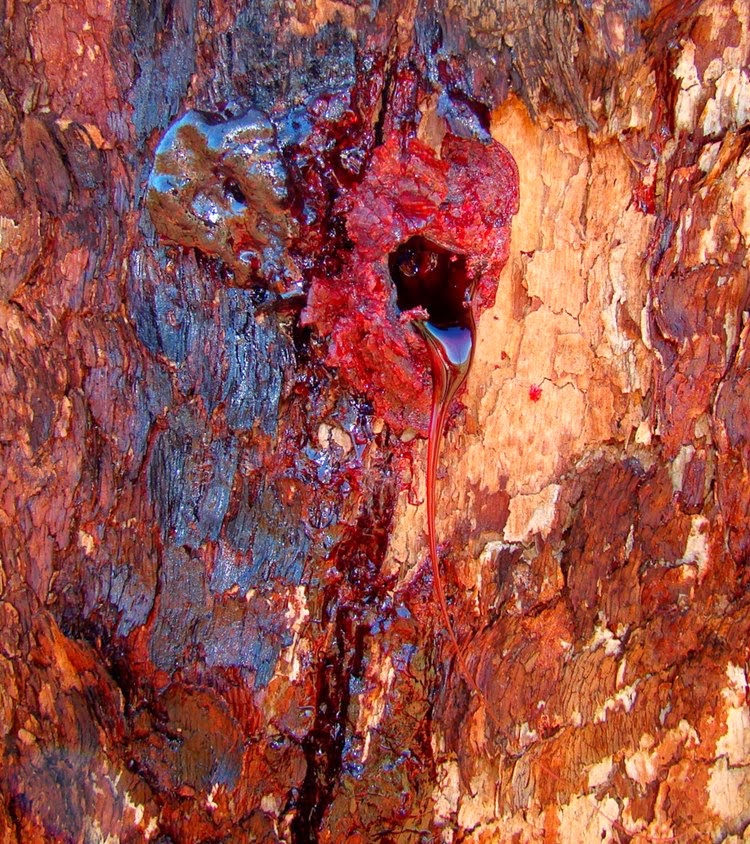 desert bloodwood tree